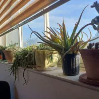 گل کاکتوس فروشی|گل و گیاه طبیعی|شاهرود, |دیوار