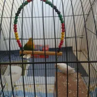 طوطی برزیلی