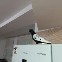 کبوتر|پرنده|صفادشت, |دیوار