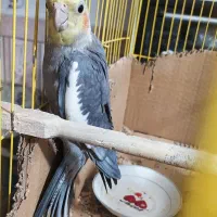 یک عروس هلندی نر بالغ