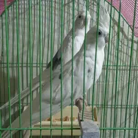 عروس مولد البینو و لوتینو