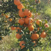 فروش انواع نهال مرکبات