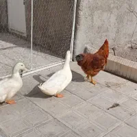 اردک و خروس