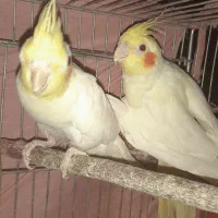 عروس هلندی