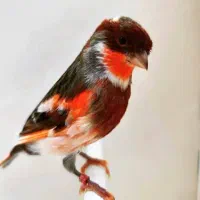 کارگر ساده|استخدام خدمات فروشگاه و رستوران|بندر دیر, |دیوار