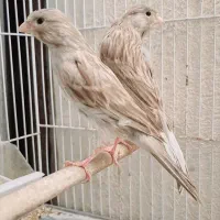 سه عدد ماده قناری آهویی رنگ باز