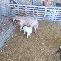 گوسفند یا میش با بره یک عدد بختیاری یک عدد کردی|حیوانات مزرعه|مهران (ایلام), |دیوار