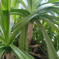 گل ذزتی 27ساله پر بچه برای کنار سالن|گل و گیاه طبیعی|شیراز, منطقه هوایی شهید دوران|دیوار