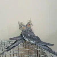 جوجه عروس هلندی