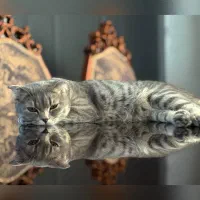 گربه اسکاتیش|گربه|محمدشهر, محمدشهر|دیوار