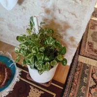 گل خانگی|گل و گیاه طبیعی|آستارا, |دیوار