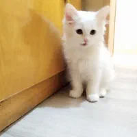گربه