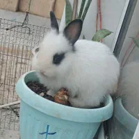 خرگوش
