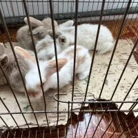 فروش بچه خرگوش آنگورا وجرسی ولوپی ومینیاتوری|موش و خرگوش|کرمانشاه, |دیوار