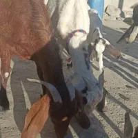 فروش بز با شنک معامله هم میکنم