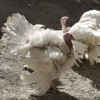 3 عدد بوقلمون بیوتی سنگین