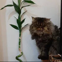 گربه پرشین نر