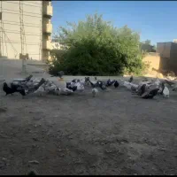 فروش یک بوم کبوتر|پرنده|گلپایگان, |دیوار