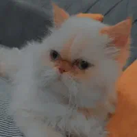 گربه پرشین وارداتی