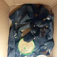 مرغ مینیاتوری با۵عددجوجه|حیوانات مزرعه|اسفرورین, |دیوار