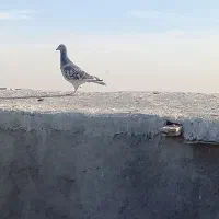 ۳تا نرکار درست|پرنده|مشهد, فرخد|دیوار