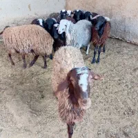 بره چاق|خوردنی و آشامیدنی|ورامین, ورامین|دیوار