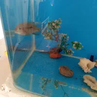 ماهی لجنخوار اسپرت وگرین