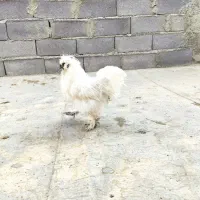 یک جفت مرغ و خروس و یک جفت اردک