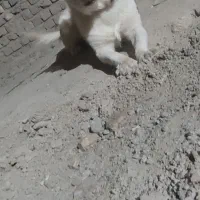 سگ پاکوتاه|سگ|زابل, |دیوار