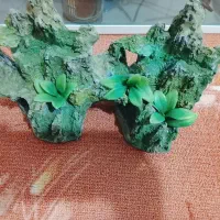 اکواریوم|ماهی|ایوان, |دیوار