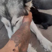 ۷عدد توله هاسکی با مادر فروشی|سگ|تهران, علم و صنعت|دیوار