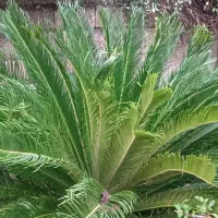 دو عدد سیکاس ۸ ساله توافقی|گل و گیاه طبیعی|لاهیجان, بازکیاگوراب|دیوار