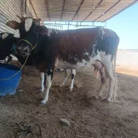 گاو گوساله اهواز کوت عبدالله