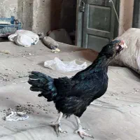 تعداد 10 عدد مرغ لاری و لاری رسمی بصورت تک و یکجا|حیوانات مزرعه|تهران, جوادیه|دیوار
