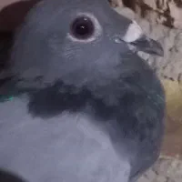 کبوتر|پرنده|نهبندان, |دیوار