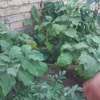 معاوضه زمین مسکونی۱۵۰متری باماشین وطلا