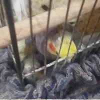 جفت عروس هلندی نر بالغ ماده بالغ البینو سرلاکی