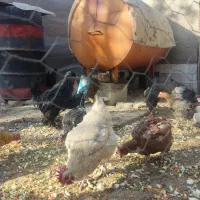 فروش فوری|حیوانات مزرعه|الیگودرز, |دیوار