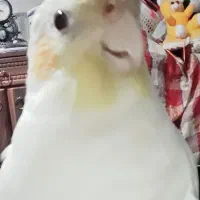 عروس هلندی گمشده