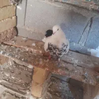 کبوتر دم سیاه