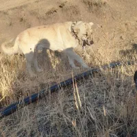 سگ گله ۳ ساله سالم سرحال فقط ۵ ملیون تومان