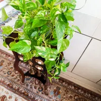 گل پتوس زیبا ، نخل ماداگاسکا بچه زا|گل و گیاه طبیعی|مبارکه, |دیوار