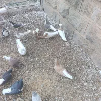 کبوتر ساده و طوقی|پرنده|نیشابور, راه آهن|دیوار
