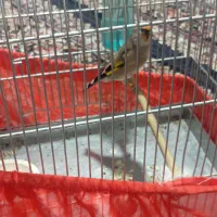 سلام دو عدد سهره نر یکی رسمی یکی دورگ|پرنده|پاکدشت, پاکدشت (مامازند)|دیوار