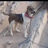 توله 5ماهه به فروش می‌رسد