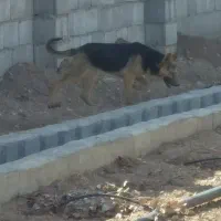 ژرمن آموزش دیده