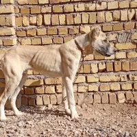 توله سرابی|سگ|دشتابی, |دیوار