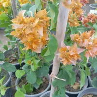 رزهلندی ساناز نسترن یاس کاغذی درخت میوه واپارتمانی
