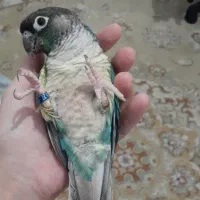 گرینچیک نروماده|پرنده|زنجان, |دیوار