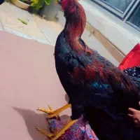 مرغ و خروس